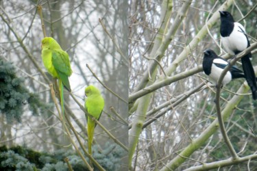 Les Hôtes de mon jardin