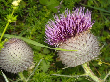 Chardon en fleur