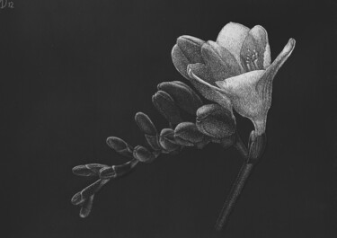 图画 标题为“Freesia” 由Dietrich Moravec, 原创艺术品, Scratchboard