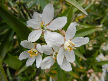 Fleurs d'oranger mexicain
