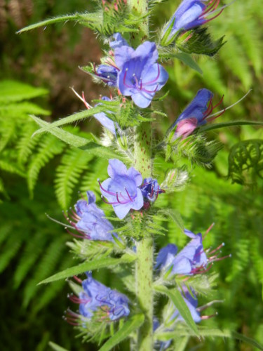 La vipérine