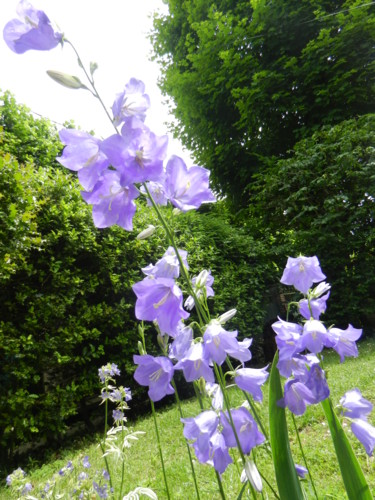 Campanules de mon jardin