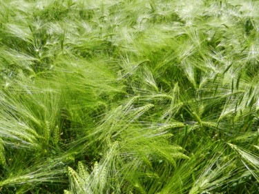 Promesse de moisson