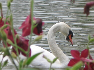 Photographie intitulée "Le cygne" par Isabelle Blot, Œuvre d'art originale, Photographie numérique