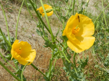 Pavot jaune des sables-glaucum-flavium