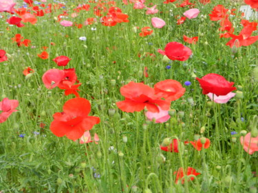 Gentils coquelicots