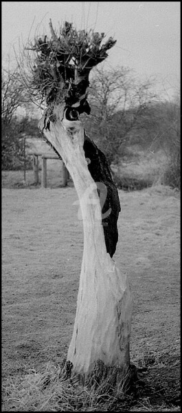 Photographie intitulée "Un arbre au Lac du…" par Pascaline, Œuvre d'art originale