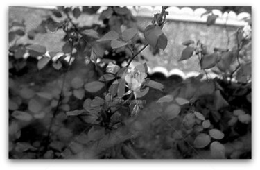 Photographie intitulée "jardins.jpg" par Pascaline, Œuvre d'art originale
