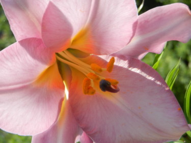 De rose vêtue