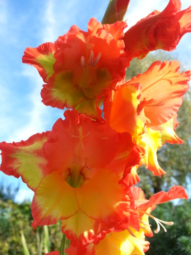 Flamboyant