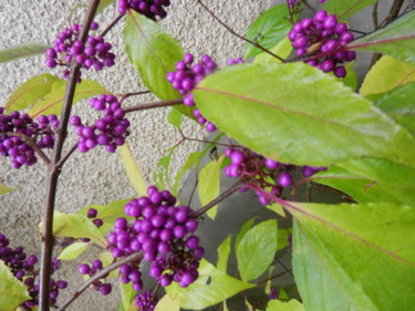 Bouquets fuchsia