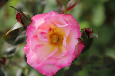 Coeur de rose 4