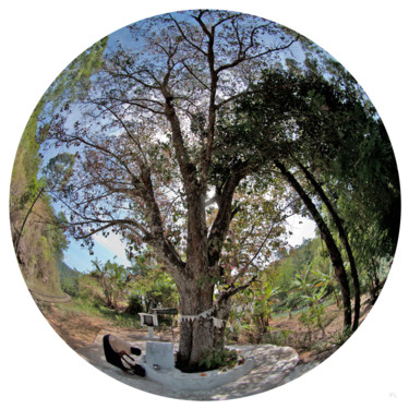 Photographie intitulée "Gaia Banyan Prayer" par Franck Laharrague, Œuvre d'art originale