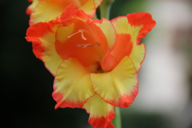 En rouge et jaune