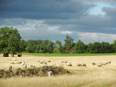 Brebis aux yeux noirs "Black eyes ewes"