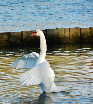 Faites moi cygne !