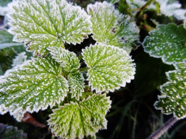 Givre matinal, collection Evry en hiver 10