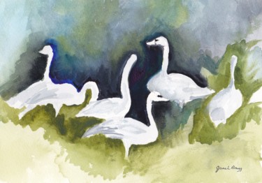 Trumpeter Swans in Skagit Valley