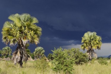 Fotografía titulada "rainy season" por Ricopic, Obra de arte original