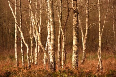 la danse des arbres Photographie intitulée "la danse des arbres" par Philippe Berthier, Œuvre d'art originale, Photographie numérique