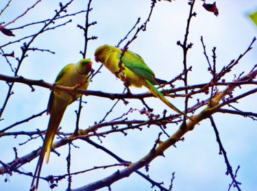 Deux invitées dans mon jardin