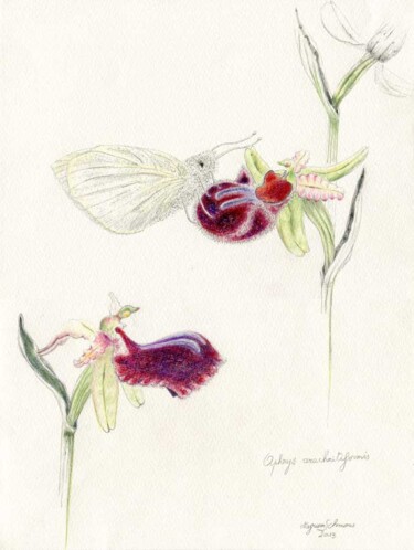 「Ophrys arachnitifor…」というタイトルの描画 Myriam Schmausによって, オリジナルのアートワーク, パステル