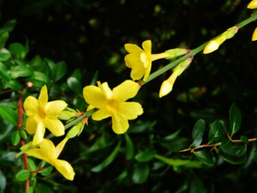 Jasmin d'hiver