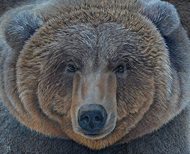 Peinture intitulée "alaska-s-surprise.j…" par Françoise Nesse, Œuvre d'art originale