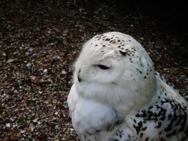 Harfang des neiges