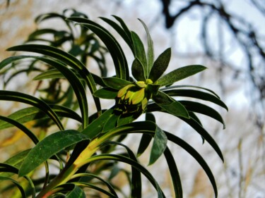 Euphorbe
