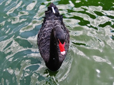 Black Swan