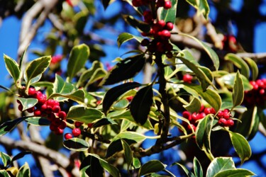 Fruits rouges de l'hiver