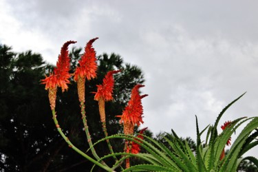 Flamboyant
