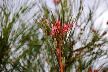 Magic flower