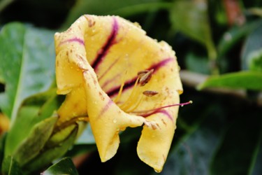 Corolle jaune