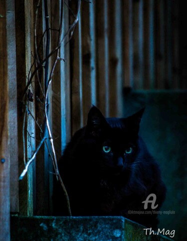 Fotografía titulada "Le chat légende du…" por Thierry Magliulo (Th.Mag), Obra de arte original