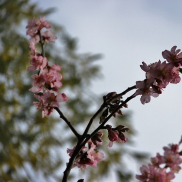 Amandier en fleurs