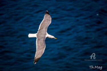Photographie intitulée "Jonathan Livingston…" par Thierry Magliulo (Th.Mag), Œuvre d'art originale