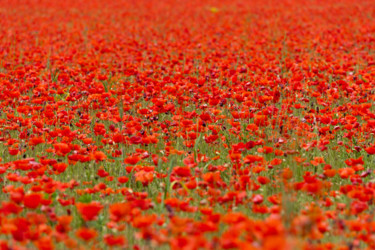 Photographie intitulée "red" par Jean-Marc Angelini, Œuvre d'art originale