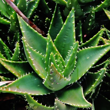 Succulente