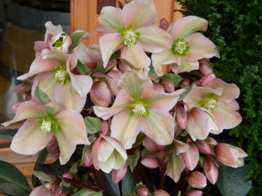 Bouquet rose de Noël