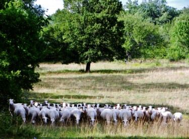 Promenade-sur-le-causse
