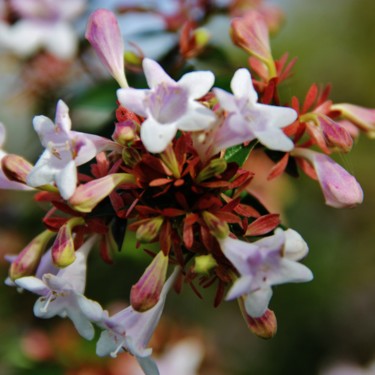 Bouquet tendre