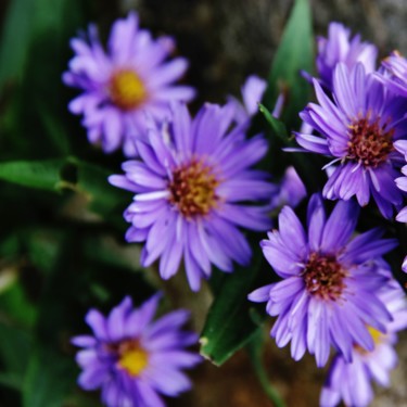 Asters mauves