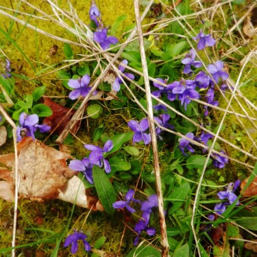 Carré de violettes