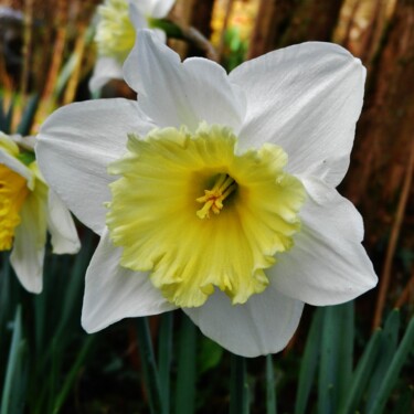 Spring comes again !