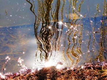 Fotografie mit dem Titel "Berlin : Lietzensee…" von Sigrun Neumann (Sineu), Original-Kunstwerk