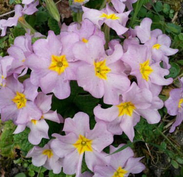 spring comes again 7