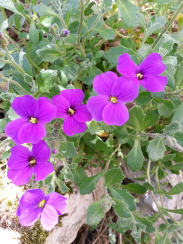 Aubrieta