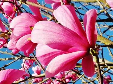 Printemps rose